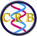 Attività didattica del CRB